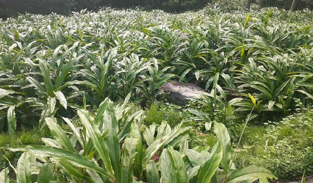 भोजपुरका अलैँची कृषक भन्छन् - भाउ बढ्यो, उत्पादन घट्यो