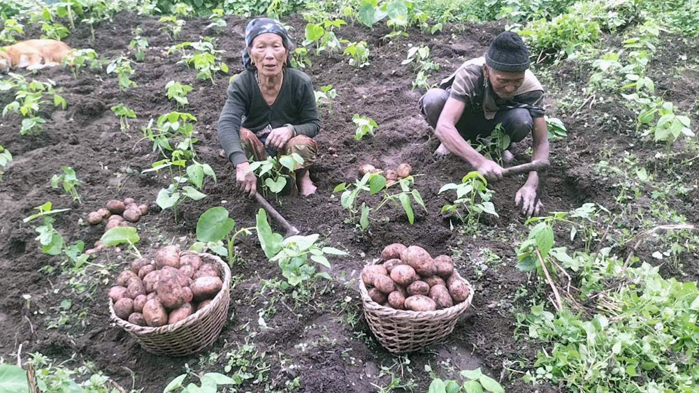 आलुको ‘ब्राण्डिङ’ गर्दै गण्डकी प्रदेश : बीउदेखि बजारीकरणसम्म किसानलाई अनुदान