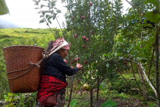 तिप्लिङमा लटरम्मै स्याउ, बजार अभावले बारीमै थन्कियो 