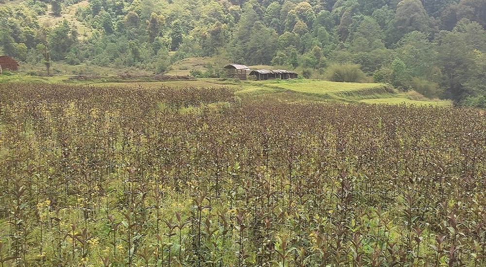 मूल्य बढेसँगै ताप्लेजुङका किसान पुनः चिराइतो खेतीतर्फ