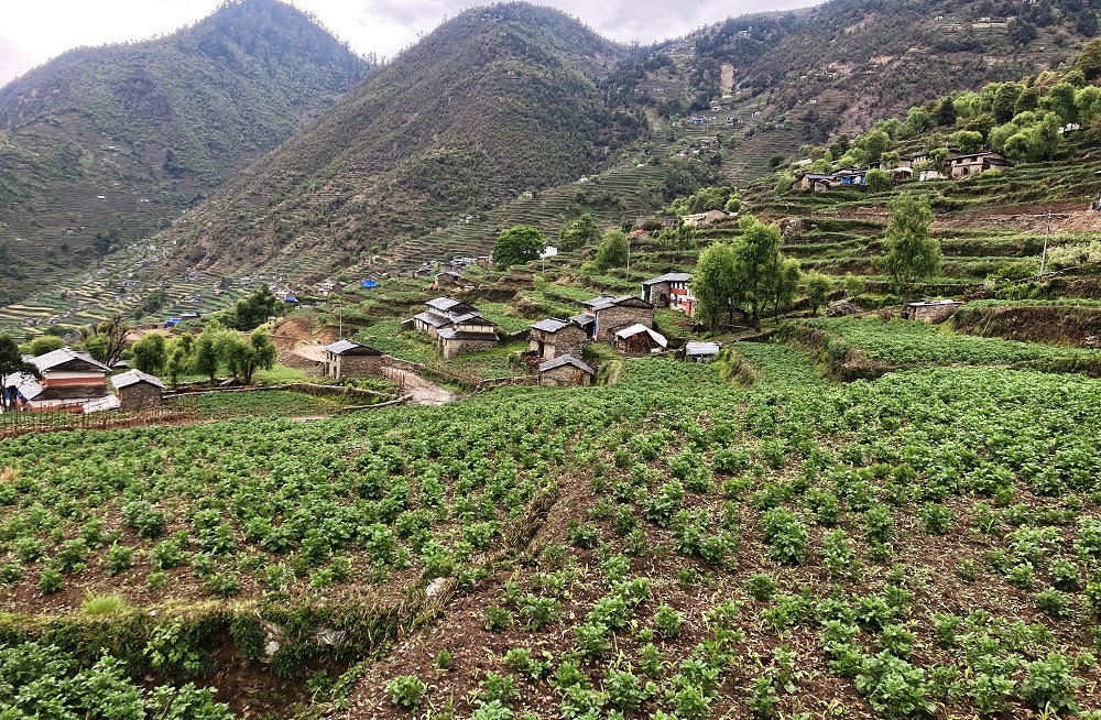 भारतबाट आयातित आलु सस्तो हुँदा स्थानीय उत्पादनले पाएन बजार र मूल्य, मर्कामा किसान