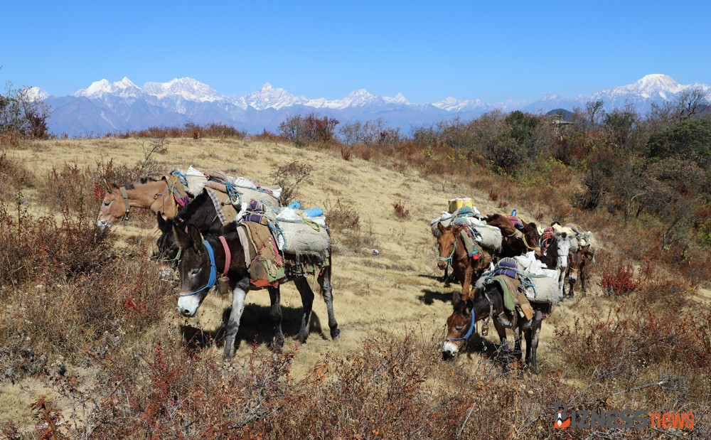 ढुवानी व्यवसायमा भ्याट : अब घोडा खच्चड पनि करको दायरामा