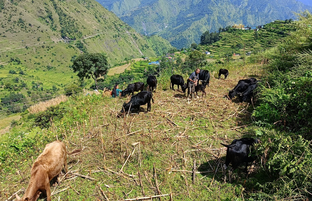 ‘बुकी’ बाट बेँसी झर्न थाले गोठाला