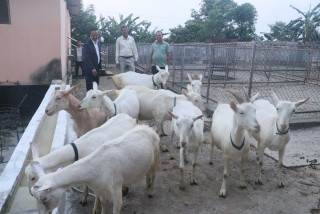 बाख्राको दुधबाट बनेको चिजको माग उच्च