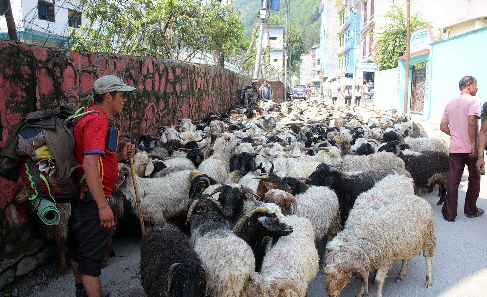 भेडाच्याङ्ग्रा बेच्न १७ दिन हिँडेर बेनी आइपुगे जुम्लाका किसान