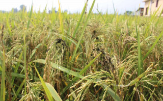 पाक्न लागेका धानमा 'कालोपोके' रोग, भरतपुरका किसानलाई उत्पादन घट्ने चिन्ता