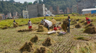 किसानलाई धान भित्र्याउने चटारो