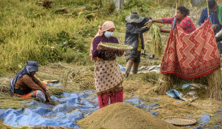 दसैँमा किसानलाई धान भित्र्याउने चटारो