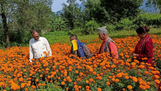 सयपत्री बेचेर नौ लाख आम्दानी