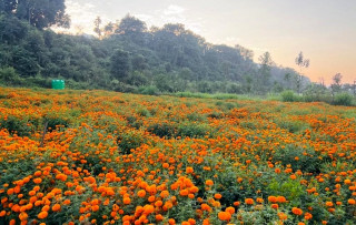 सयपत्रीको ‘हब’ बन्दै तनहुँ