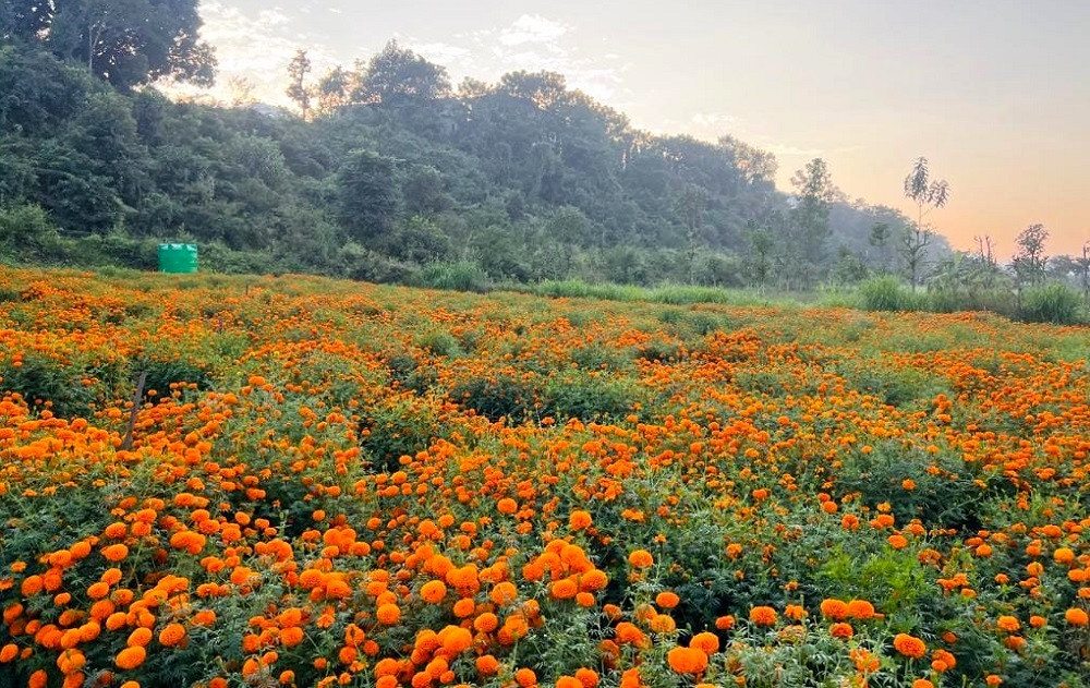 कालीगण्डकीबाट बीस लाखको फूल निर्यात