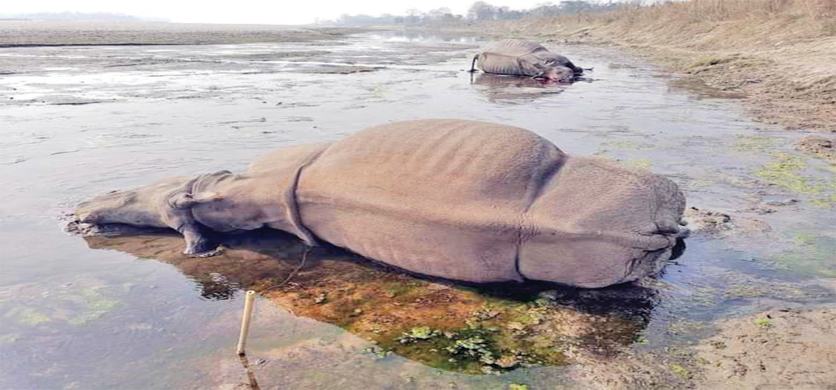 चितवन राष्ट्रिय निकुञ्जमा तस्करले दुई गैँडा मारे