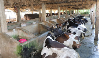 जागिर छाडेर गाईपालन, दूध बिक्री नहुँदा पेसा नै छाड्नुपर्ने स्थितिमा किसान