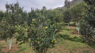 बंगलाचुलीमा व्यावसायिक सुन्तला खेती