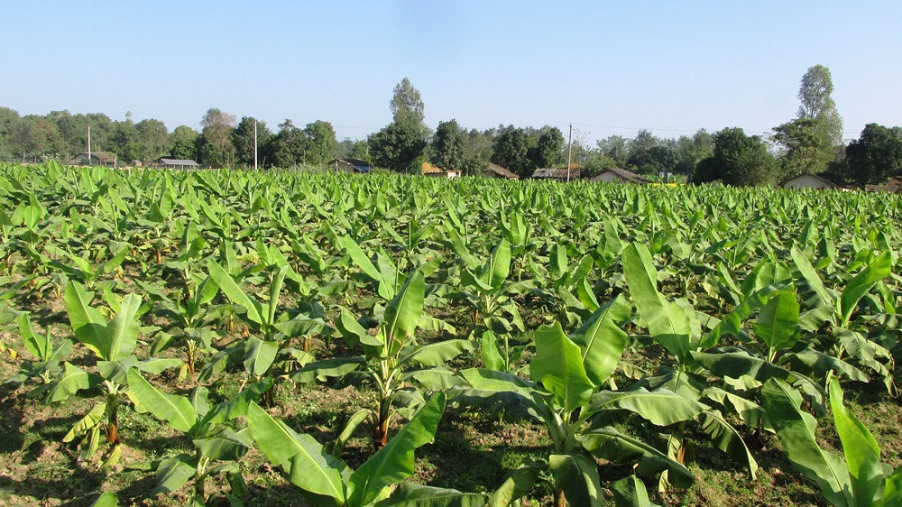 अनुदानमा बिरुवा पाएपछि केराखेती गर्दै जैमिनीका किसान