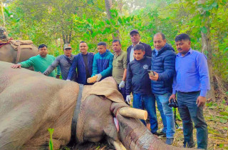 ध्रुवे हात्तीले चार घर भत्कायो