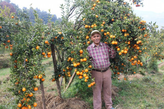 शिक्षणबाट अवकाशपछि सुन्तलाखेतीमा : बर्सेनि पाँच लाख कमाइ