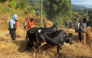 लोप हुँदै दाइँ गर्ने परम्परा