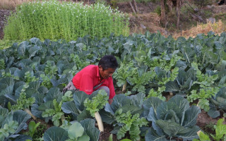 विदेशबाट फर्केर तरकारी खेती गर्दै मनिराज, राम्रै छ मासिक आम्दानी