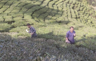 हिउँद लागेसँगै बन्द भयो चिया उत्पादन, बोट छाँटकाँटमा लागे किसान