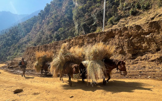 गाउँमा मोटर गुड्न थालेपछि घाँस र मल बोक्छन् खच्चड