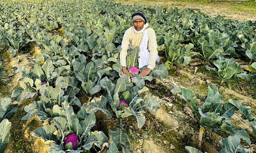 लहानका किसान रतन साहले फलाए रंगीन काउली