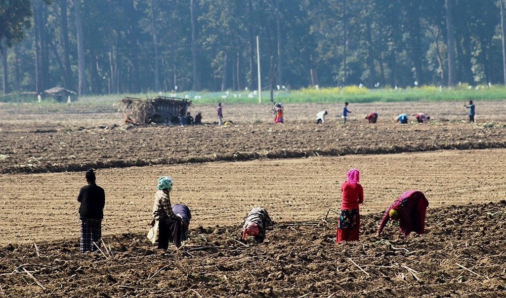श्रमिक दिवस : हरवाचरवालगायत कृषि मजदूरका समस्या समाधानका लागि आग्रह