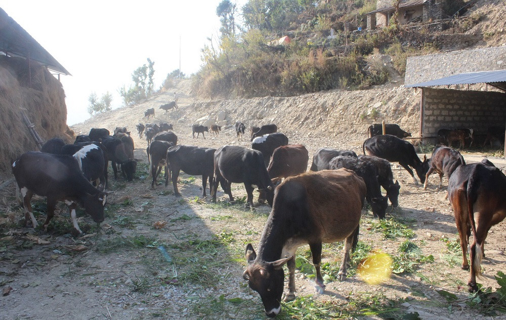 विदेशिए गोठाला, हराए गोठ : गौशालामा सीमित भए रैथाने गाई