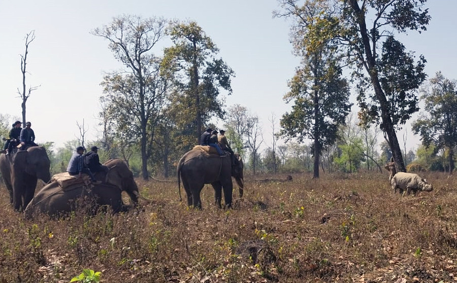 चितवन राष्ट्रिय निकुञ्जका दुई भाले गैँडाको आन्तरिक स्थानान्तरण