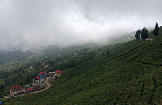 इलाममा अन्तर्राष्ट्रिय चिया महोत्सव हुने