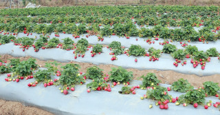 व्यावसायिक स्ट्रबेरी खेतीप्रति आकर्षण