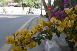 हरियाली र सुन्दर सहरका लागि भित्ते बगैँचामा दुईसय फूल रोपियो