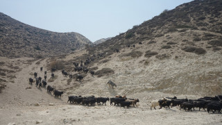 पहिलोपटक मुस्ताङका च्याङग्राको भुवा परीक्षण : पश्मिनाको कच्चा पदार्थको रुपमा प्रयोग गर्न उपयुक्त