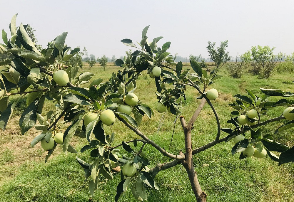 तराईको गर्मीमा पनि लटरम्म स्याउ