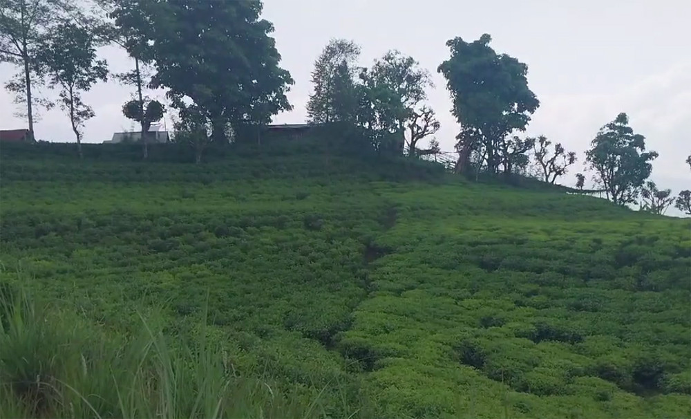 ilam tea chiya.jpg