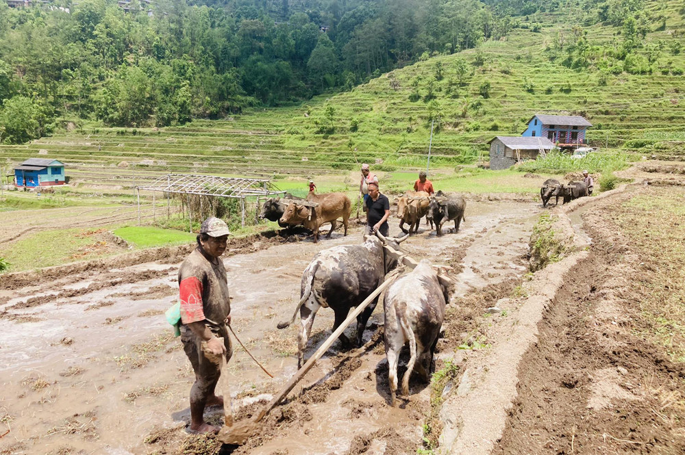 पर्याप्त सिँचाइको असुविधाले धान रोपाइँमा ढिलाइ, परम्परागत बीउले उत्पादनमा कमी