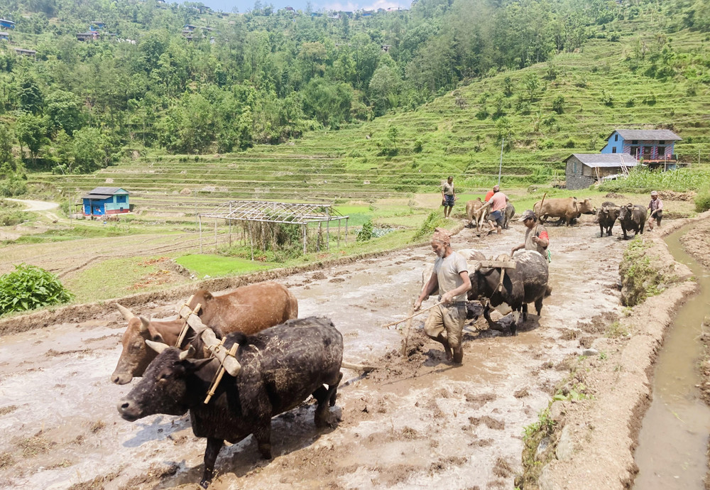 हाते ट्र्याक्टर छाडेर गोरु पाल्दै किसान