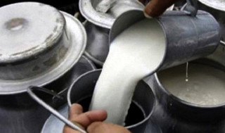 चितवनका किसानले पाएनन् दूधको भुक्तानी, ७० करोड रुपैयाँभन्दा बढी बक्यौता