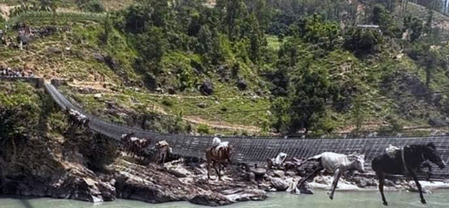 कर्णालीको झोलुंगे पुलमा अड्किएका १३ खच्चडमध्ये दुईको मृत्यु, बाँकीको जीवितै उद्धार