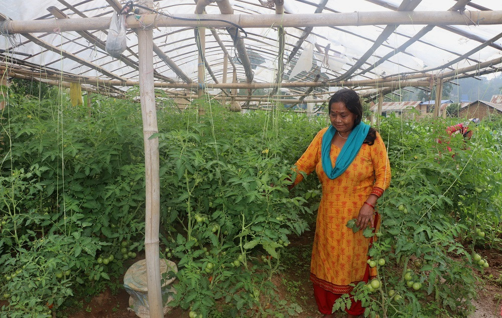 वडाले प्रोत्साहन कार्यक्रम ल्याएपछि व्यावसायिक कृषिमा आकर्षित हुँदै कोदारका किसान