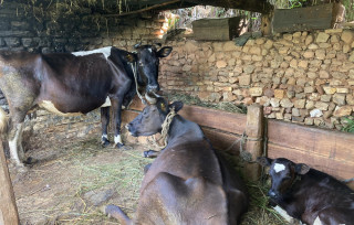 दूधमात्र होइन घाँस बेचेर पनि राम्रो आम्दानी गर्दै छन् बागलुङका किसान