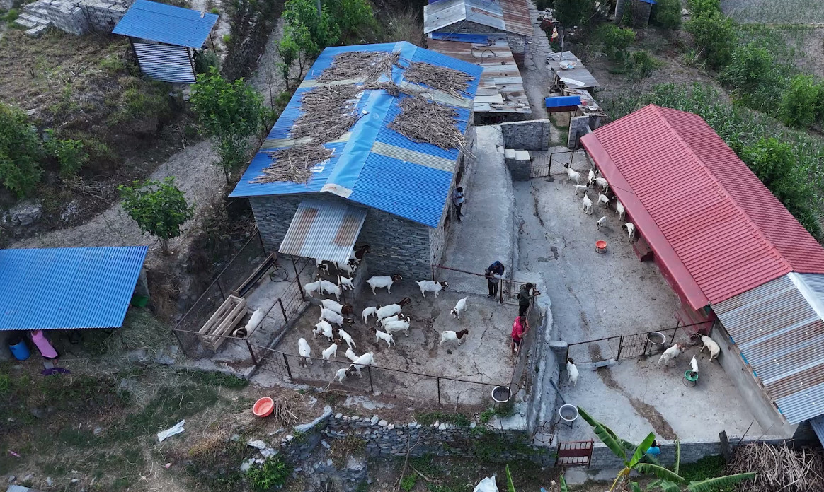 रहरले थालेको बाख्रापालन फार्म बन्यो बीउको स्रोत केन्द्र, वार्षिक १७ लाखको बोयर बिक्री गर्छन् श्रीष (भिडियोसहित)