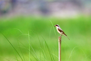 भक्तपुरमा देखियो ‘लेसर ग्रे स्राइक’ जातको नयाँ चरो