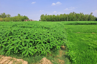 कम्पोष्ट मलका लागि सिमालघारीमा ढैँचाखेती, युरिया र डीएपीको झन्झटबाट मुक्त छन् किसान