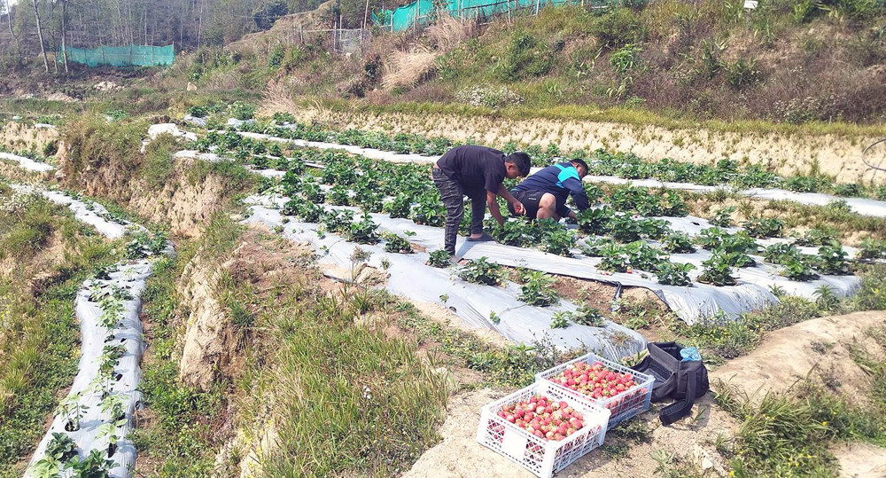 स्ट्रबेरीको माग देखेर उत्साहित छन् किसान