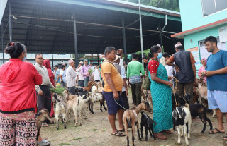 धरानको कृषि बजारमा खसीबोकाको बिक्री बढ्दै, राम्रो आम्दानी गर्दैछन् किसान