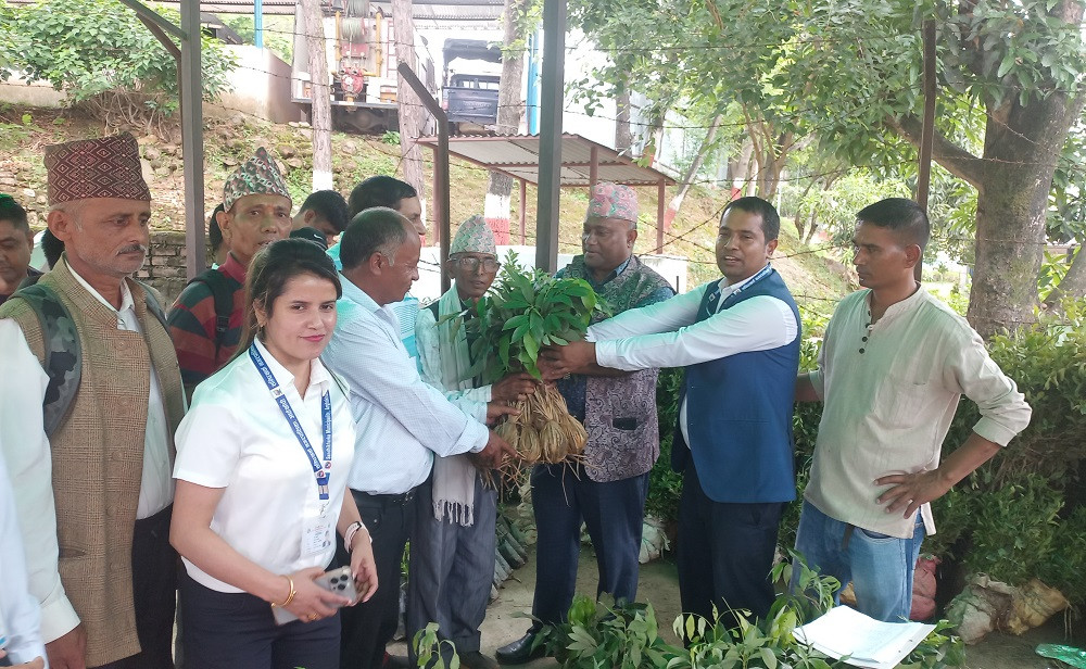 सन्धिखर्कमा किसानलाई आत्मनिर्भर बनाउन पाँच हजार फलफूलका बिरुवा वितरण