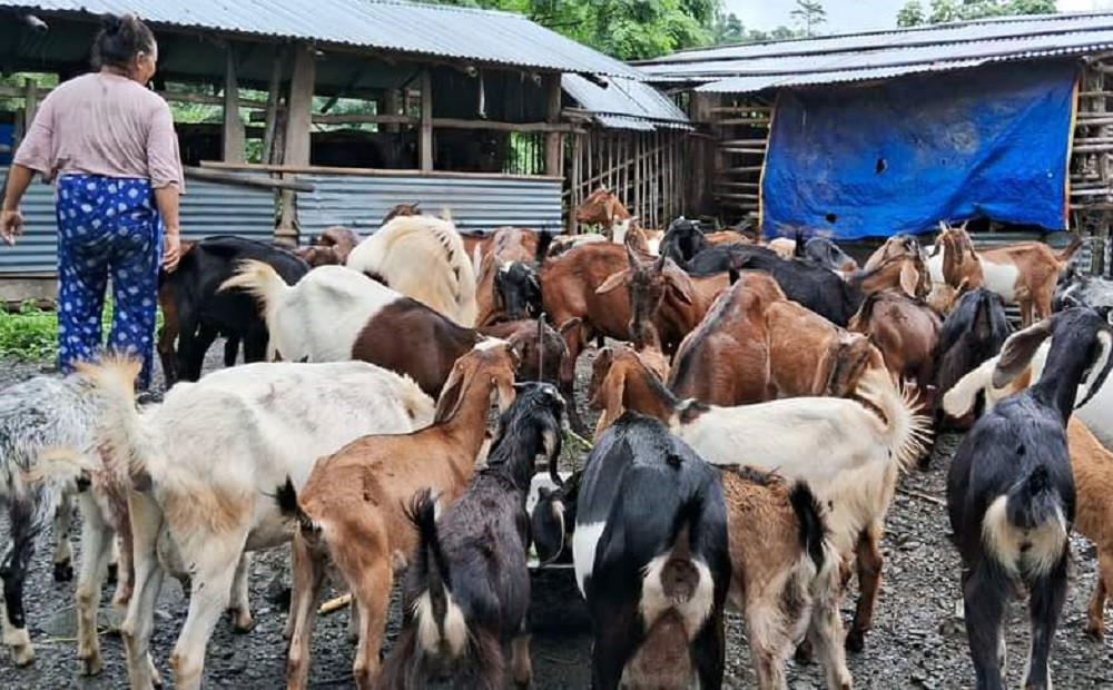 बाँकेको डुडुवाका महिलालाई बाख्रापालनबाट आत्मनिर्भर बनाइँदै