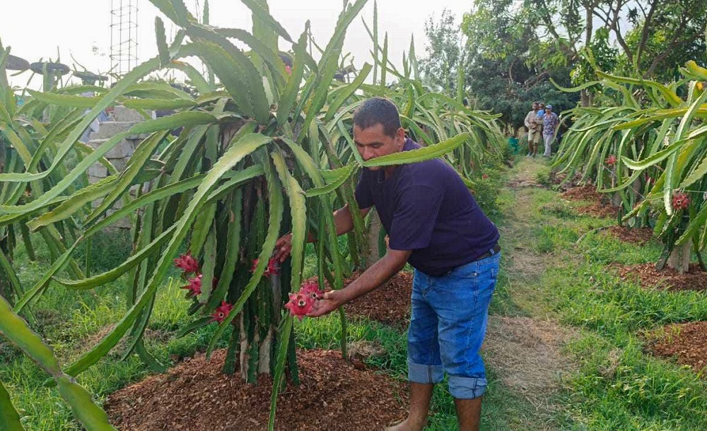 ड्रागनखेतीबाट प्रशस्त आम्दानी गर्दै कैलालीका गणेश, यो वर्ष १५ लाखसम्म कमाउने लक्ष्य