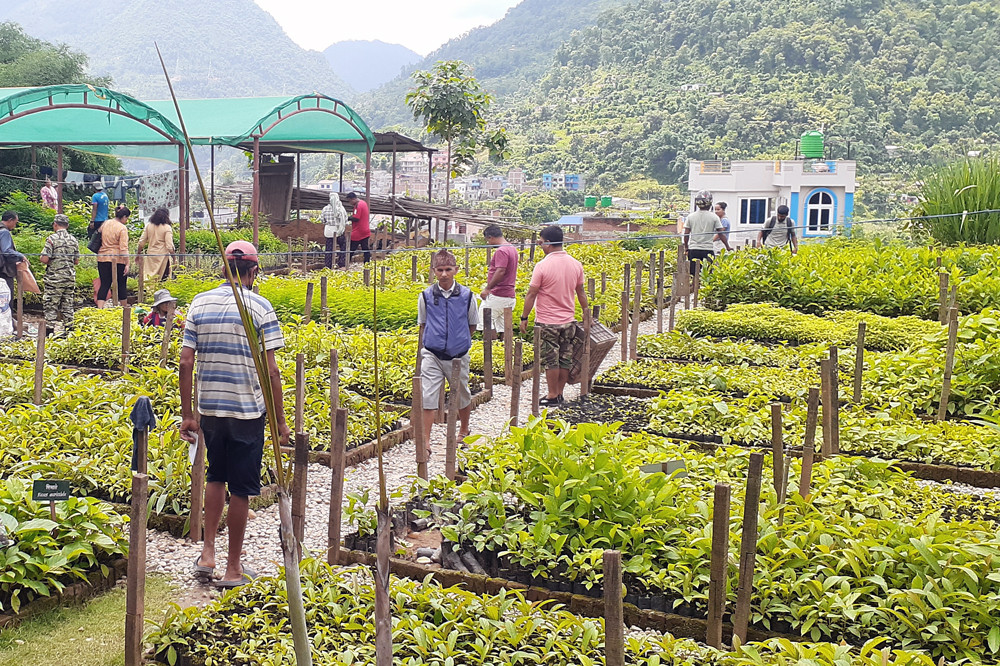 पशुपालनलाई प्रोत्साहन गर्न डालेघाँस उत्पादन